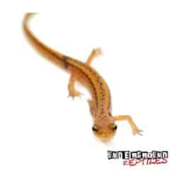 Long Tail Salamander For Sale - Underground Reptiles