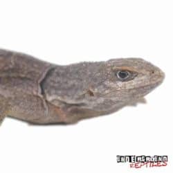 Madagascan Spiny Tail Iguana For Sale - Underground Reptiles