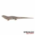 Madagascan Spiny Tail Iguana For Sale - Underground Reptiles
