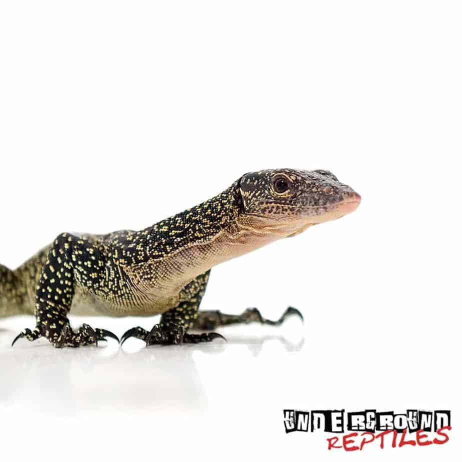 Mangrove Monitors For Sale Underground Reptiles