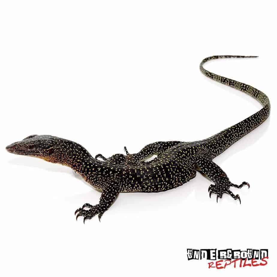 Mangrove Monitors For Sale Underground Reptiles