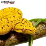 Manokwari Green Tree Python For Sale - Underground Reptiles