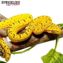 Manokwari Green Tree Python For Sale - Underground Reptiles