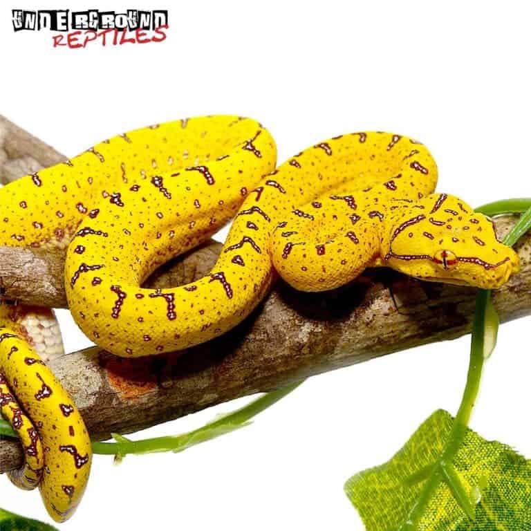 Baby Manakwari Green Tree Pythons (Morelia viridis) For Sale ...