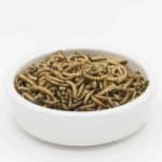 Mealworms For Sale - Underground Reptiles