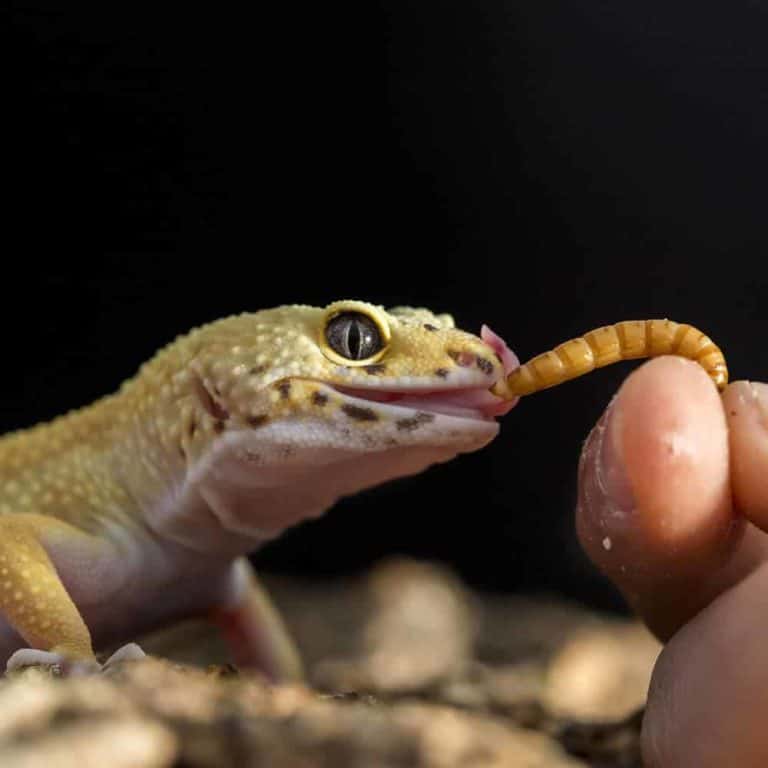 Mealworms For Sale Underground Reptiles