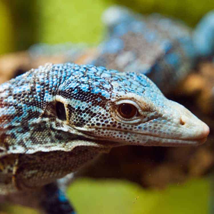 Lizards For Sale - Underground Reptiles