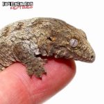 Mt. Koghis Leachianus Gecko For Sale -Underground Reptiles