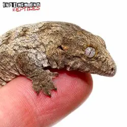 Mt. Koghis Leachianus Gecko For Sale -Underground Reptiles