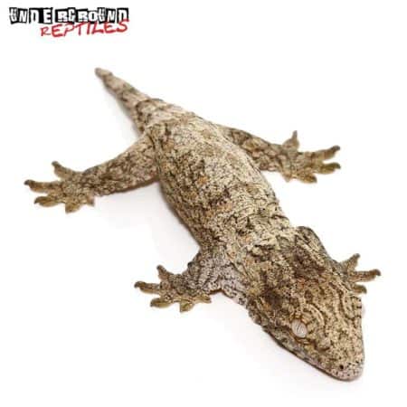 Mt. Koghis Leachianus Gecko For Sale -Underground Reptiles
