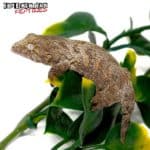 Mt. Koghis Leachianus Gecko For Sale -Underground Reptiles