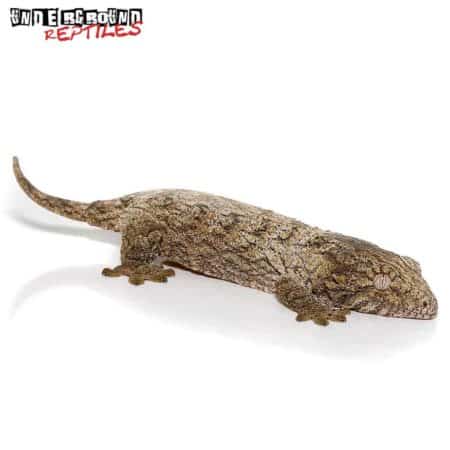 Mt. Koghis Leachianus Gecko For Sale -Underground Reptiles