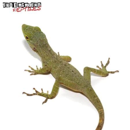 neotropical anole green anoles lizards animals