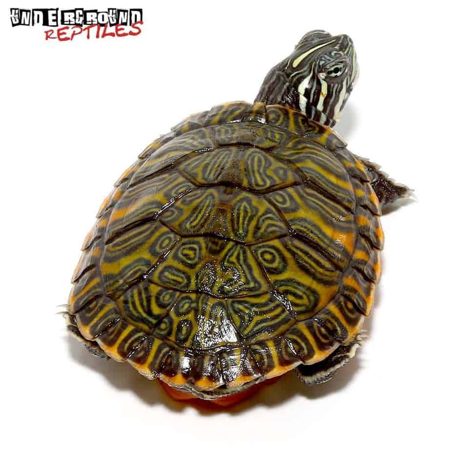 Northern Redbelly Slider Turtle For Sale - Underground Reptiles