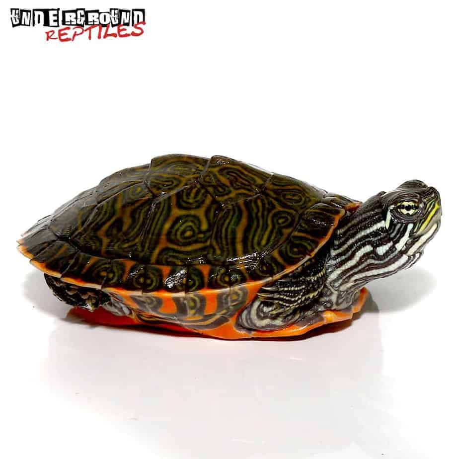 Northern Redbelly Slider Turtle For Sale - Underground Reptiles