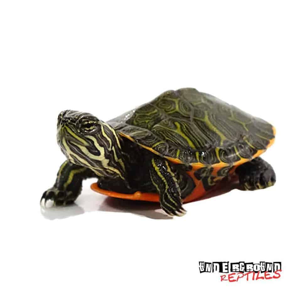 Baby Northern Redbelly Slider Turtle For Sale - Underground Reptiles