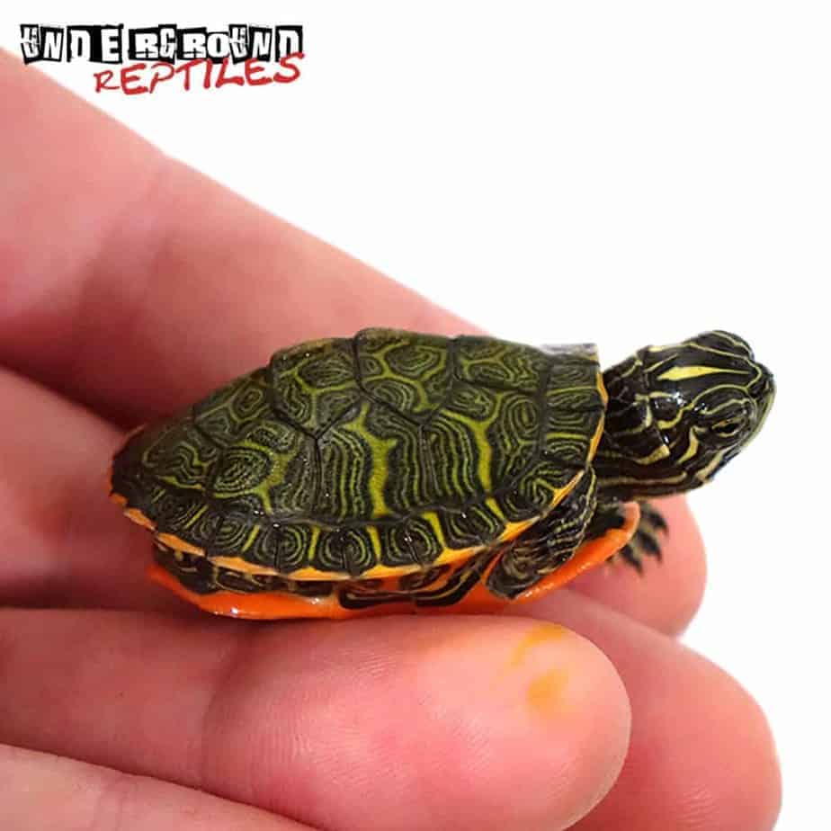 Baby Northern Redbelly Slider Turtle For Sale - Underground Reptiles