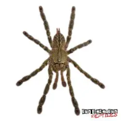 Ornate Ornamental Tarantula For Sale - Underground Reptiles