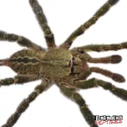Ornate Ornamental Tarantula For Sale - Underground Reptiles