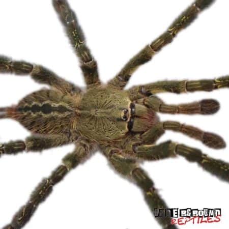 Ornate Ornamental Tarantula For Sale - Underground Reptiles