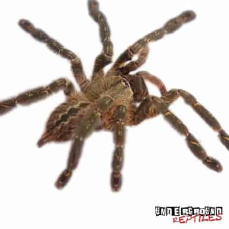 Ornate Ornamental Tarantula For Sale - Underground Reptiles