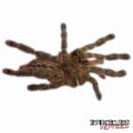 Ornate Ornamental Tarantula For Sale - Underground Reptiles