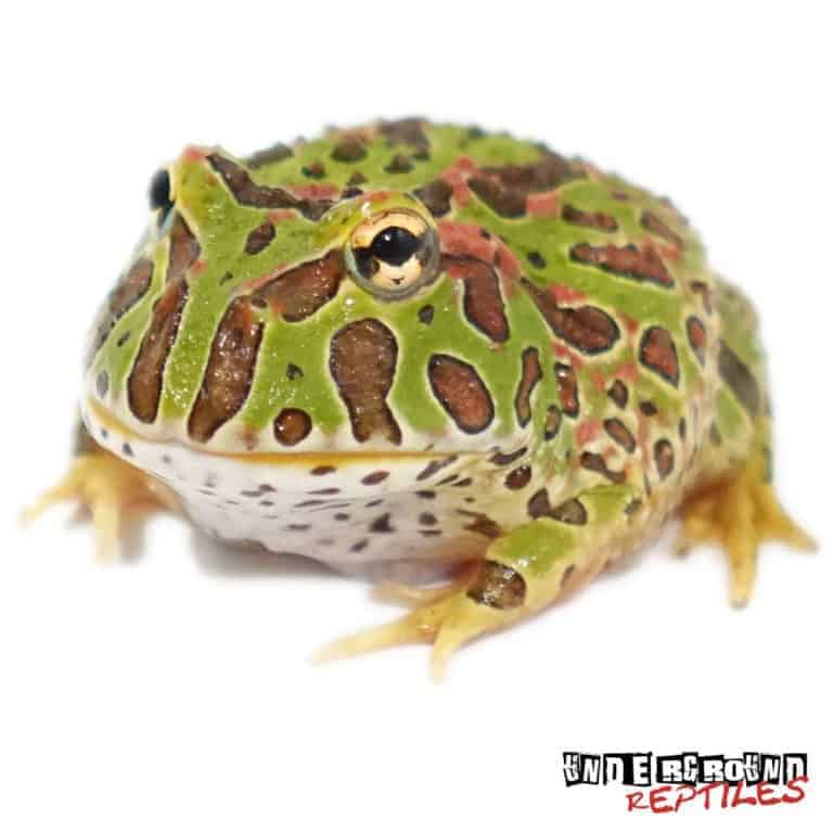 Pacmans & Pixie Frogs For Sale - Underground Reptiles