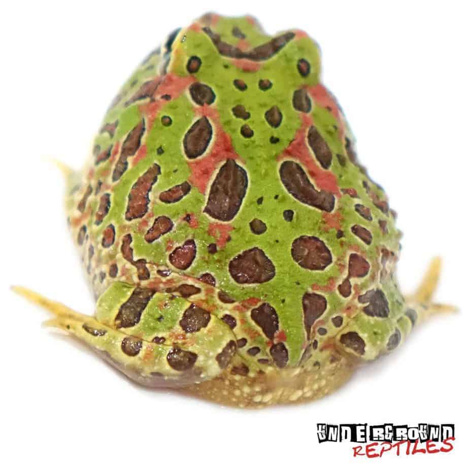 Ornate Pacman Frogs For Sale - Underground Reptiles