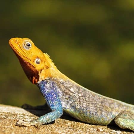 Lizards For Sale - Underground Reptiles