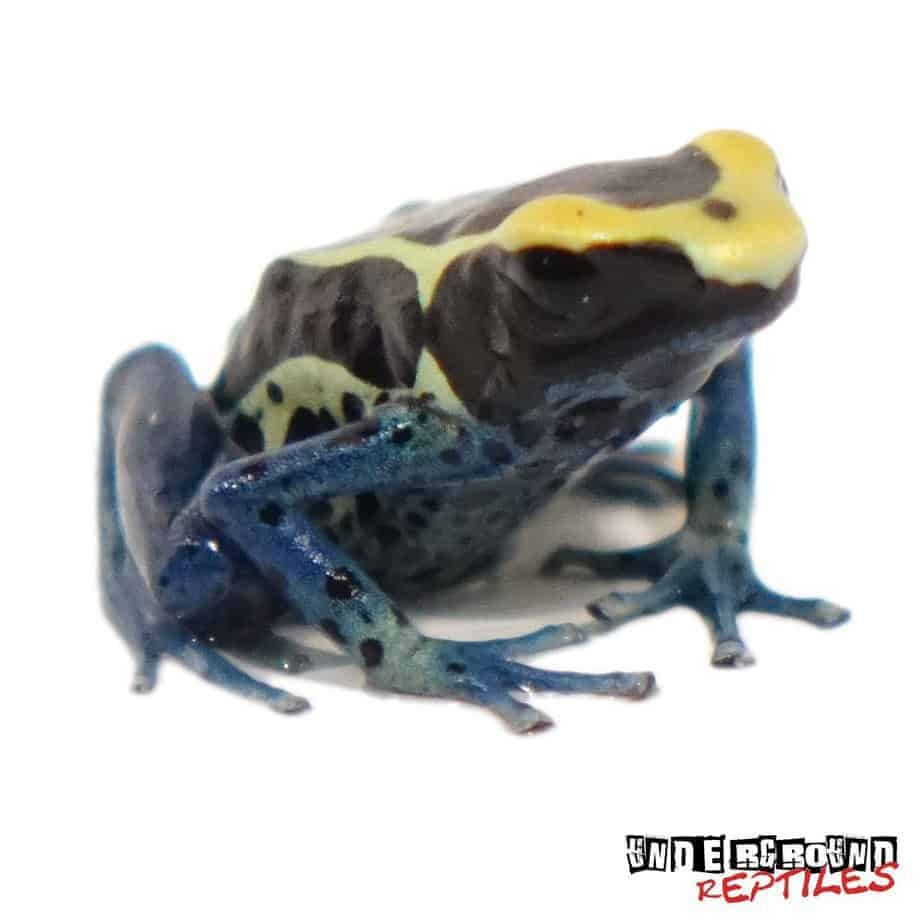 Patricia Tinctorius Dart Frogs For Sale Underground Reptiles