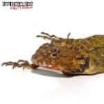 Plica Plica Lizard For Sale - Underground Reptiles