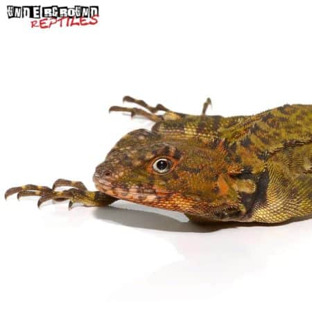 Plica Plica Lizard For Sale - Underground Reptiles