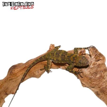 Plica Plica Lizard For Sale - Underground Reptiles
