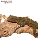 Plica Plica Lizard For Sale - Underground Reptiles