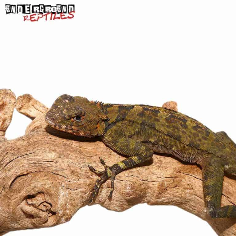 Plica Plica Lizard (Nip Tail) Underground Reptiles