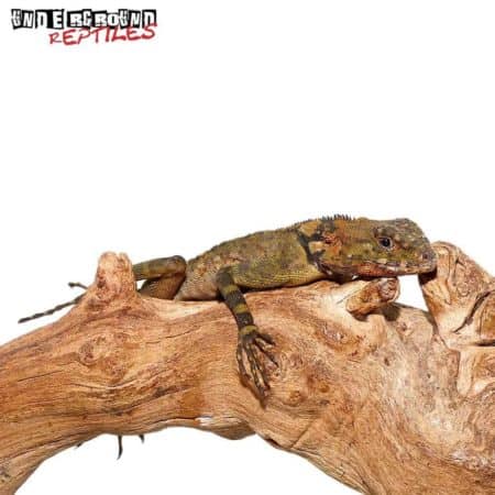 Plica Plica Lizard For Sale - Underground Reptiles