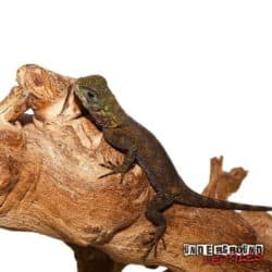 Plica Umbra Lizard For Sale - Underground Reptiles