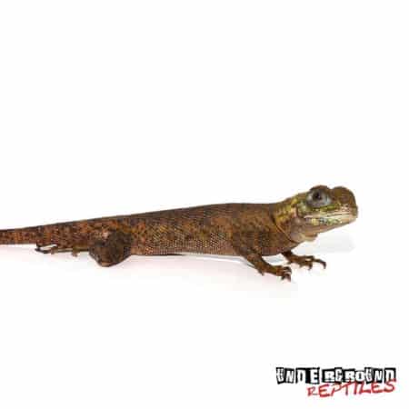 Plica Umbra Lizard For Sale - Underground Reptiles