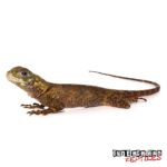 Plica Umbra Lizard For Sale - Underground Reptiles