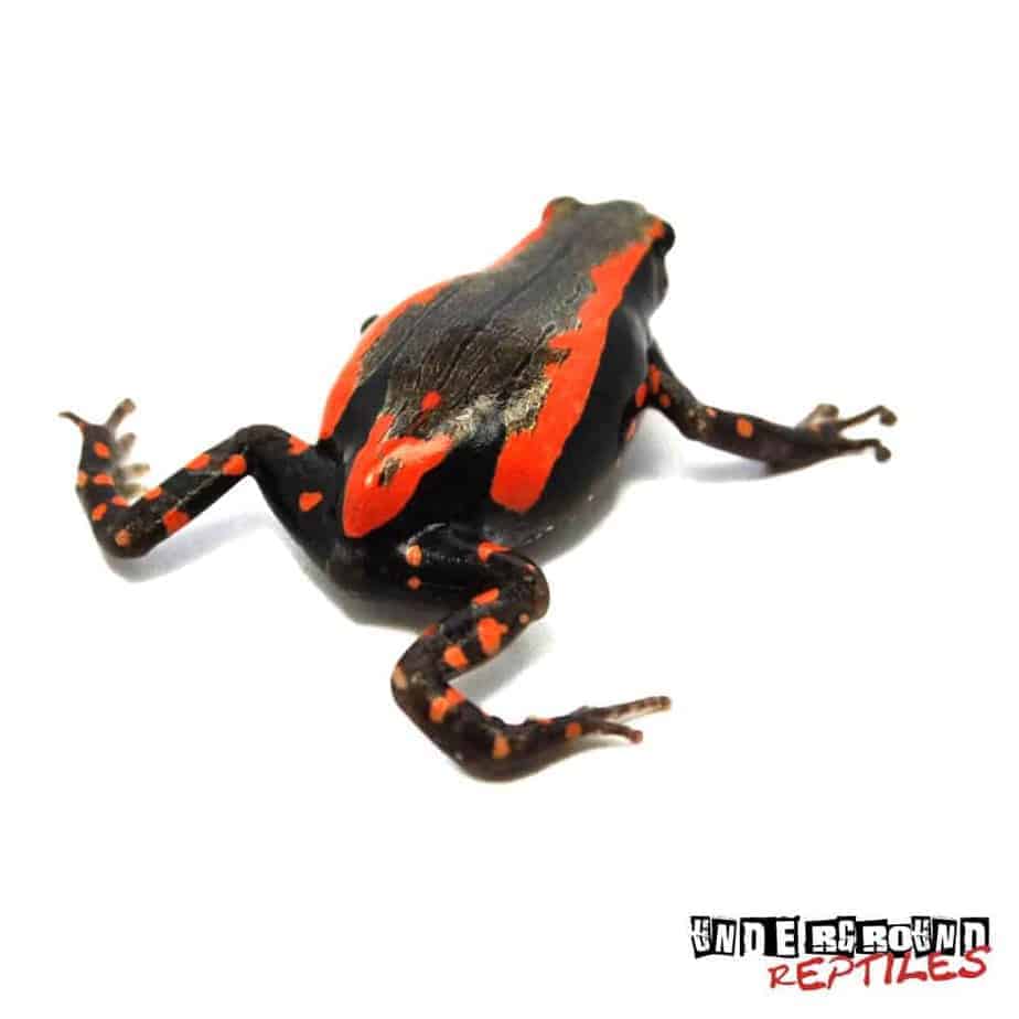 Red and Black Walking Frogs For Sale - Underground Reptiles
