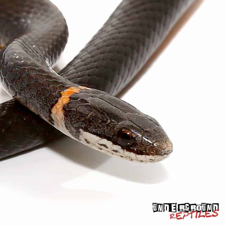 Ringneck Snakes For Sale - Underground Reptiles