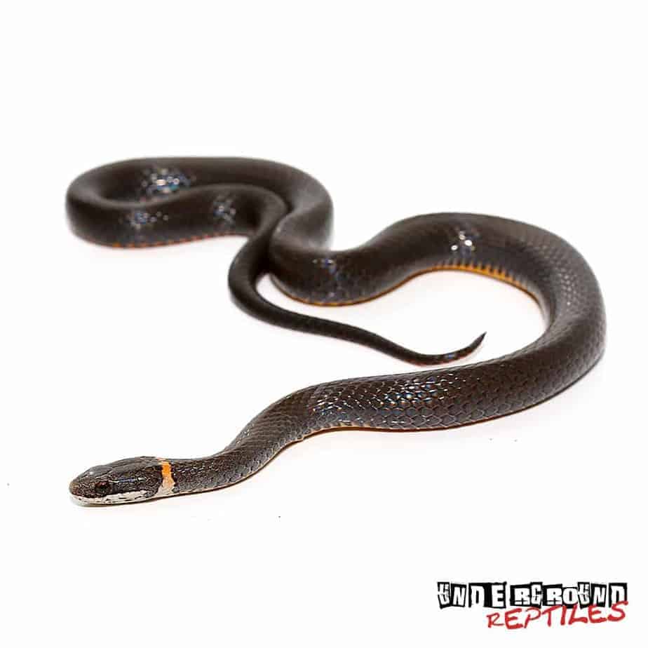 Ringneck Snakes For Sale Underground Reptiles