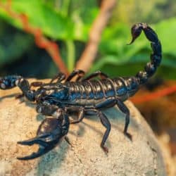 Scorpions, Vinegaroons & Whiptails