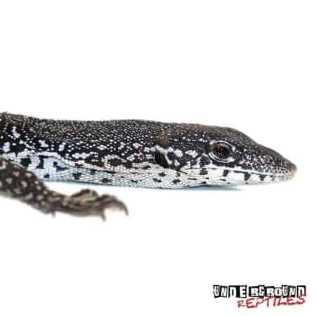 Similis Monitor For Sale - Underground Reptiles