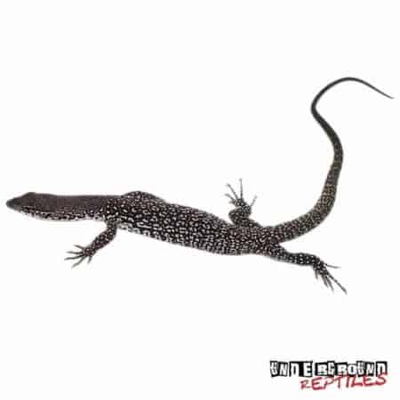 Similis Monitor For Sale - Underground Reptiles