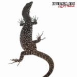 Similis Monitor For Sale - Underground Reptiles