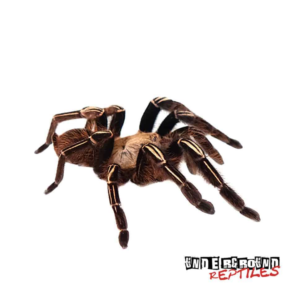 Skeleton Leg Tarantula Underground Reptiles