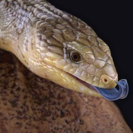 Lizards For Sale - Underground Reptiles