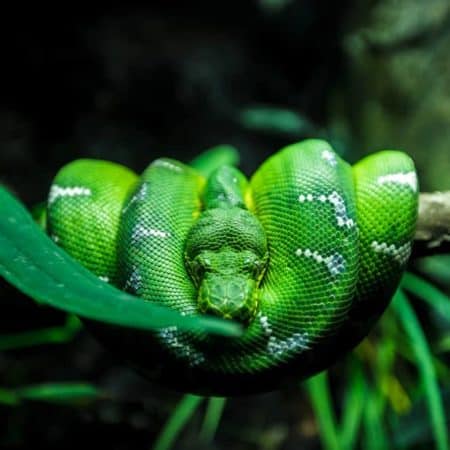 Snakes For Sale - Underground Reptiles