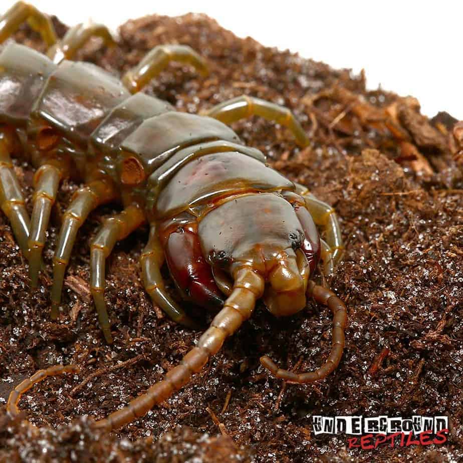 Solomon Island Giant Green Centipede Underground Reptiles